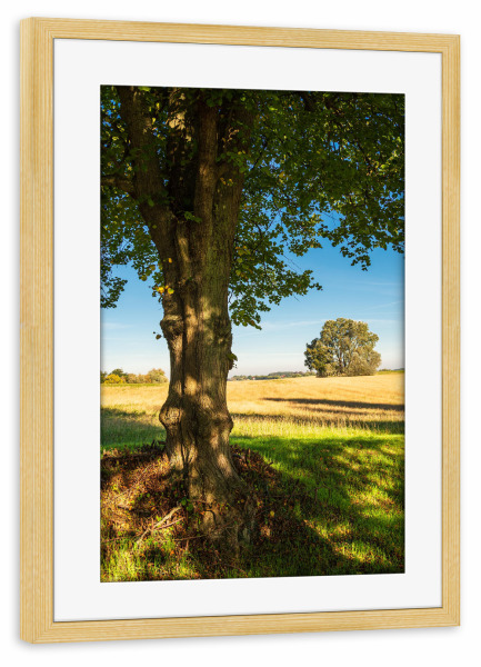 Poster mit Rahmen kiefer "Bäume, Gras und Feld" artboxONE - Natur,Reise