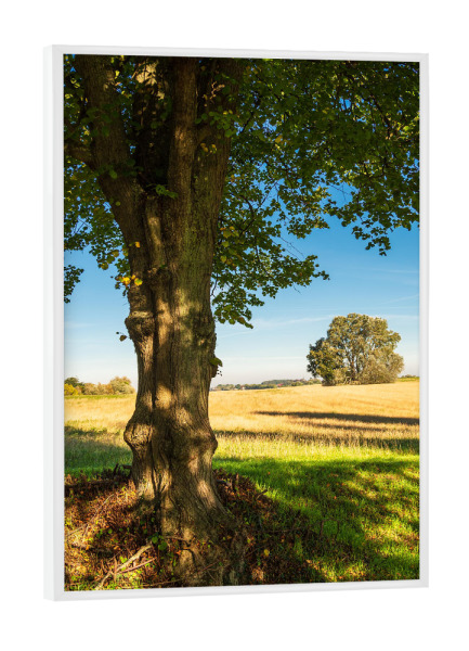 Poster mit weißem Rahmen "Bäume, Gras und Feld" artboxONE - Natur,Reise