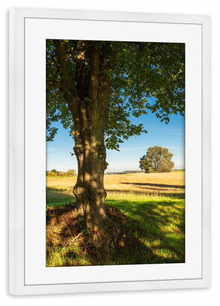 Poster mit Rahmen weiß "Bäume, Gras und Feld" artboxONE - Natur,Reise