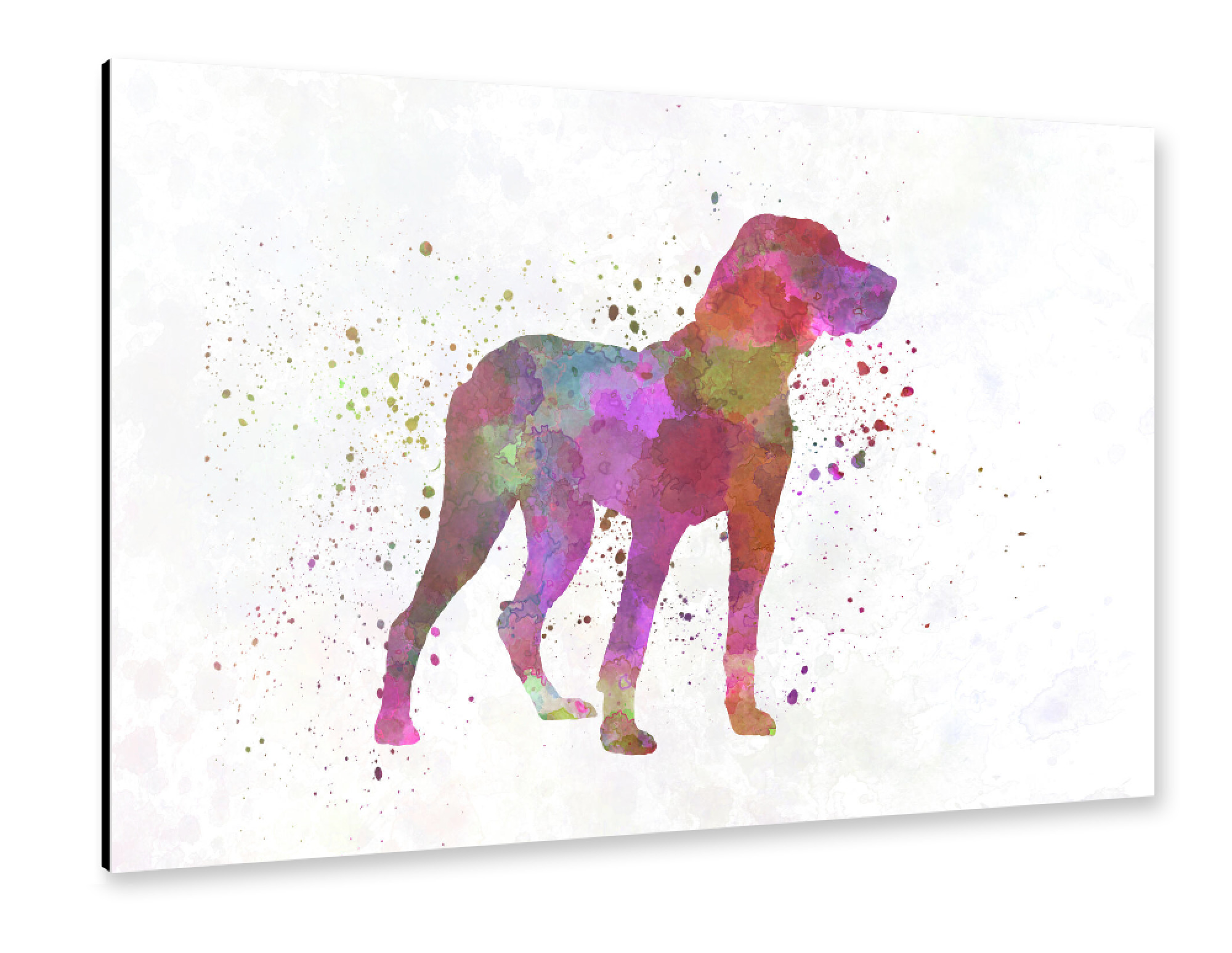Alu-Dibond "Pointer Ariège dog in watercolor" 75x50 cm artboxONE
