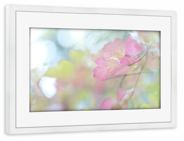 Poster mit Rahmen weiß "Pink Leaf" artboxONE - Natur,Floral
