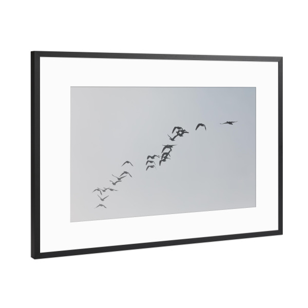 Poster mit Rahmen Schwarz (Metallic) "Gänsezug" artboxONE - Natur,Tiere