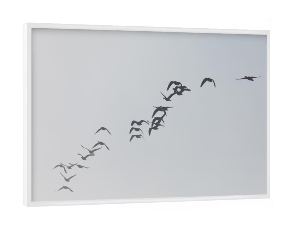 Poster mit weißem Rahmen "Gänsezug" artboxONE - Natur,Tiere