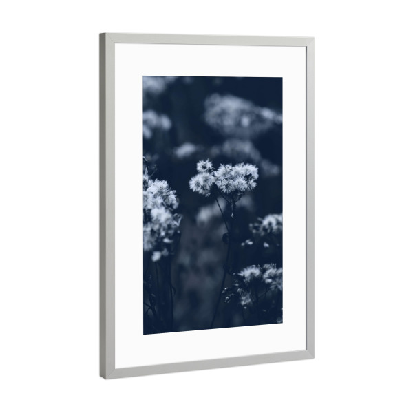 Poster mit Rahmen Silber "Pflanze im Sommer" artboxONE - Natur,Floral