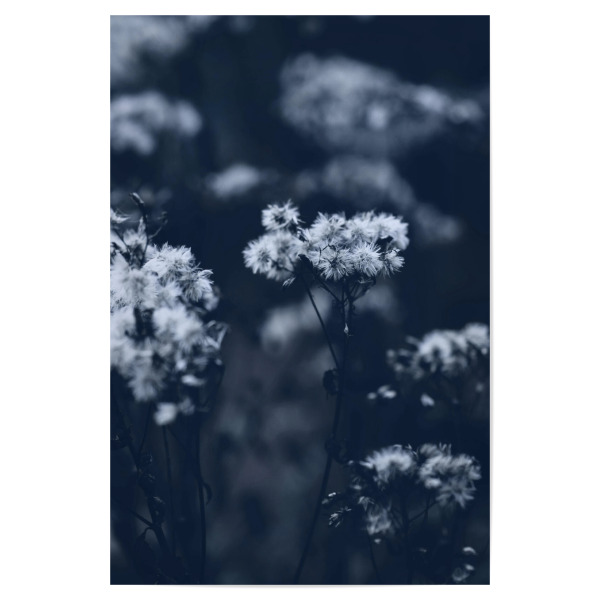 Poster 30x20 cm "Pflanze im Sommer" artboxONE - Natur,Floral