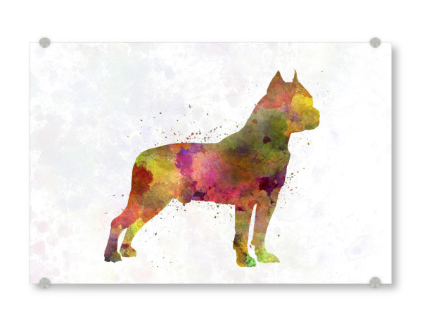 Acrylglasbild "American Staffordshire Terrier" artboxONE - Tiere,Abstrakt