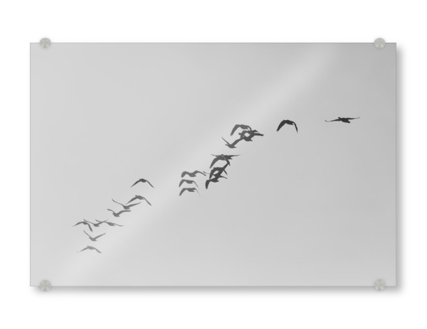 Acrylglasbild "Gänsezug Schwarzweiß" artboxONE - Natur,Tiere,Schwarzweiß - Wildgänse,Gänse,Vogelzug,Zugvögel,Naturfoto,Tierfoto,Fliegend,Im flug