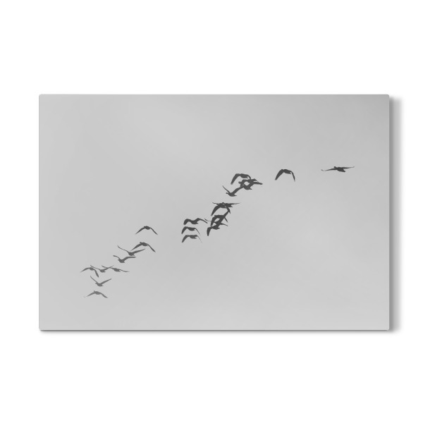 Galerie-Print "Gänsezug Schwarzweiß" 30x20 cm artboxONE