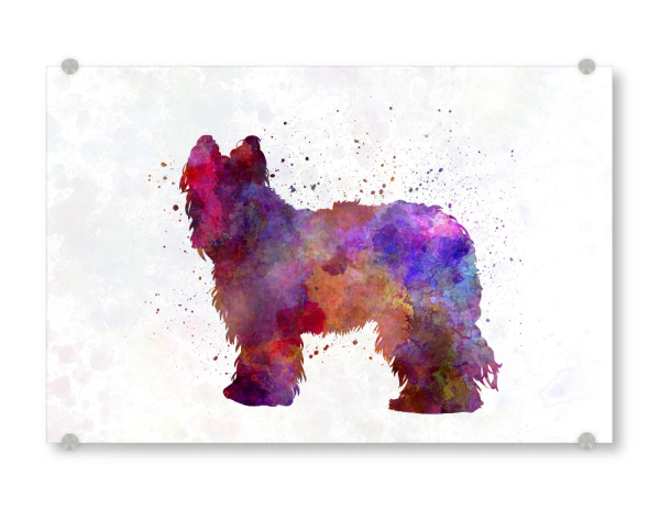 Acrylglasbild "Briard in watercolor" artboxONE - Tiere,Abstrakt