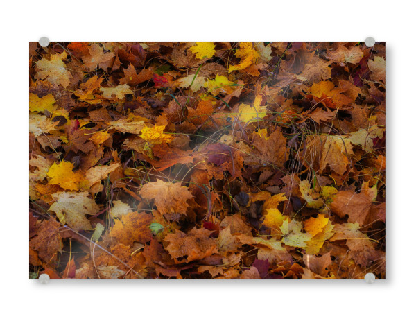Acrylglasbild "Die Farben des Herbstes" artboxONE - Natur