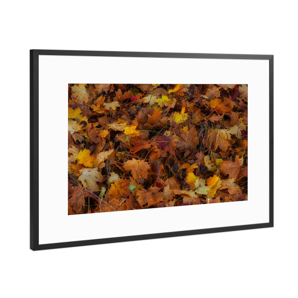 Poster mit Rahmen Schwarz (Metallic) "Die Farben des Herbstes" artboxONE - Natur