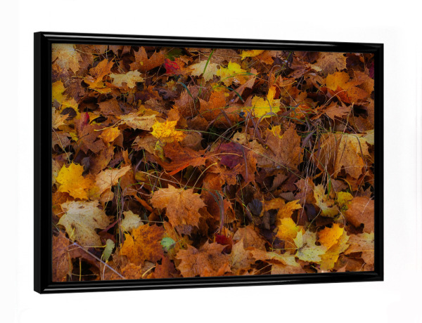 Poster mit schwarzem Rahmen "Die Farben des Herbstes" artboxONE - Natur