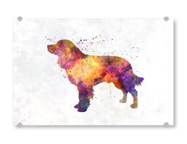 Acrylglasbild "American Water Spaniel" artboxONE - Tiere,Abstrakt - Dog,Pet,Childish,Watercolor,Decorative,Children's decoration,Animal,Animals,Dogs