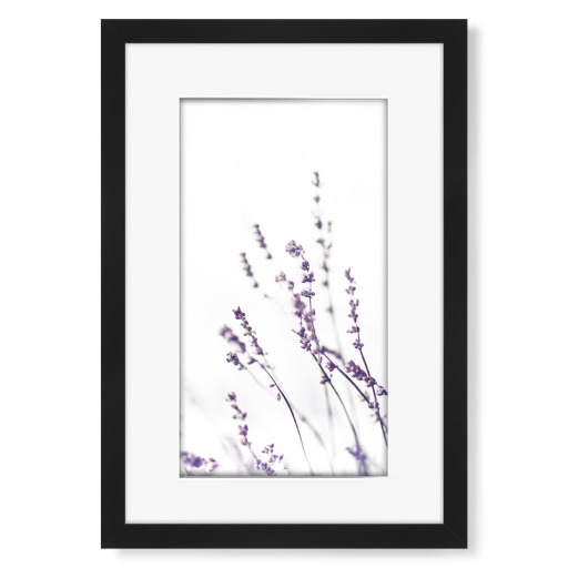 Winter Lavendel