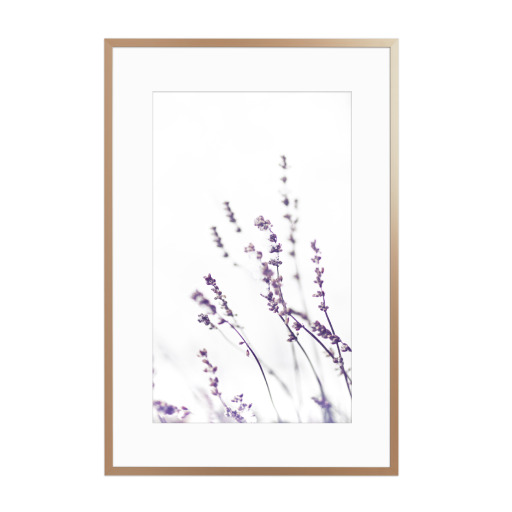 Winter Lavendel
