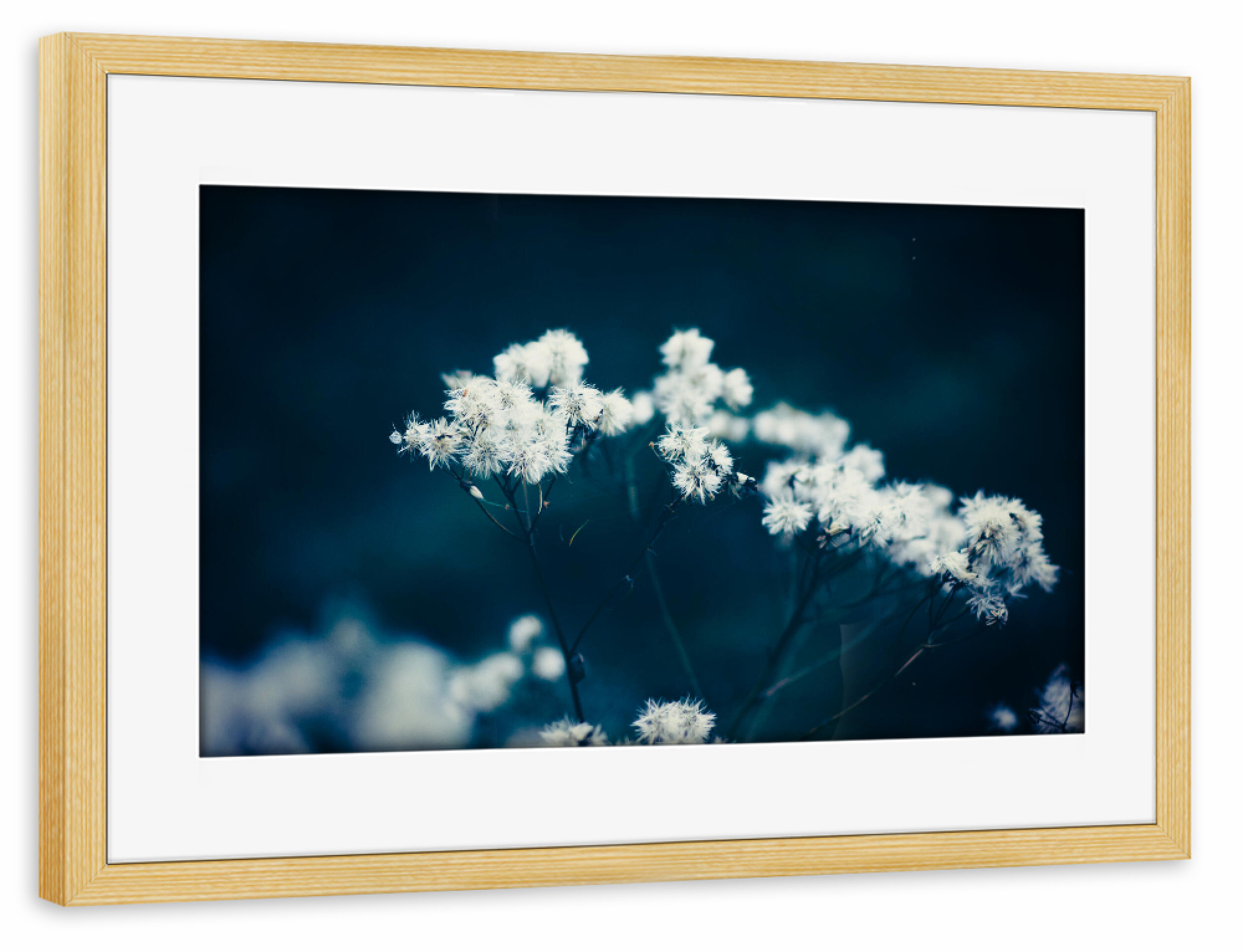 Poster mit Rahmen kiefer "Sommerpflanze" artboxONE - Natur,Floral