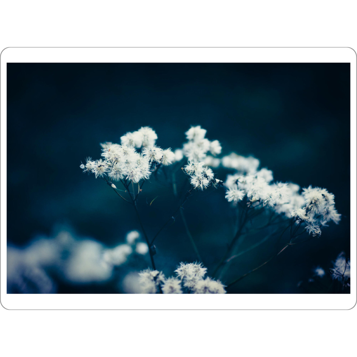 Tischset "Sommerpflanze" artboxONE - Natur,Floral