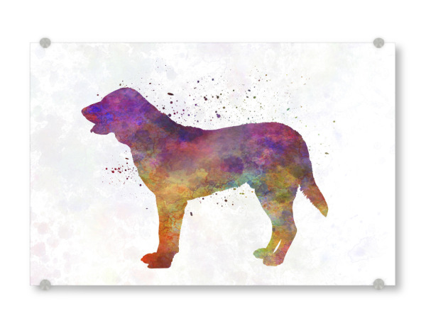 Acrylglasbild "Castro Laboreiro Dog" artboxONE - Tiere,Abstrakt