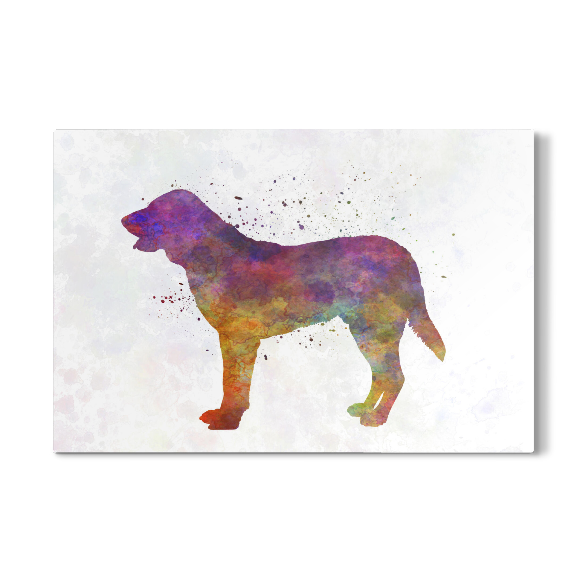Galerie-Print "Castro Laboreiro Dog" 30x20 cm artboxONE