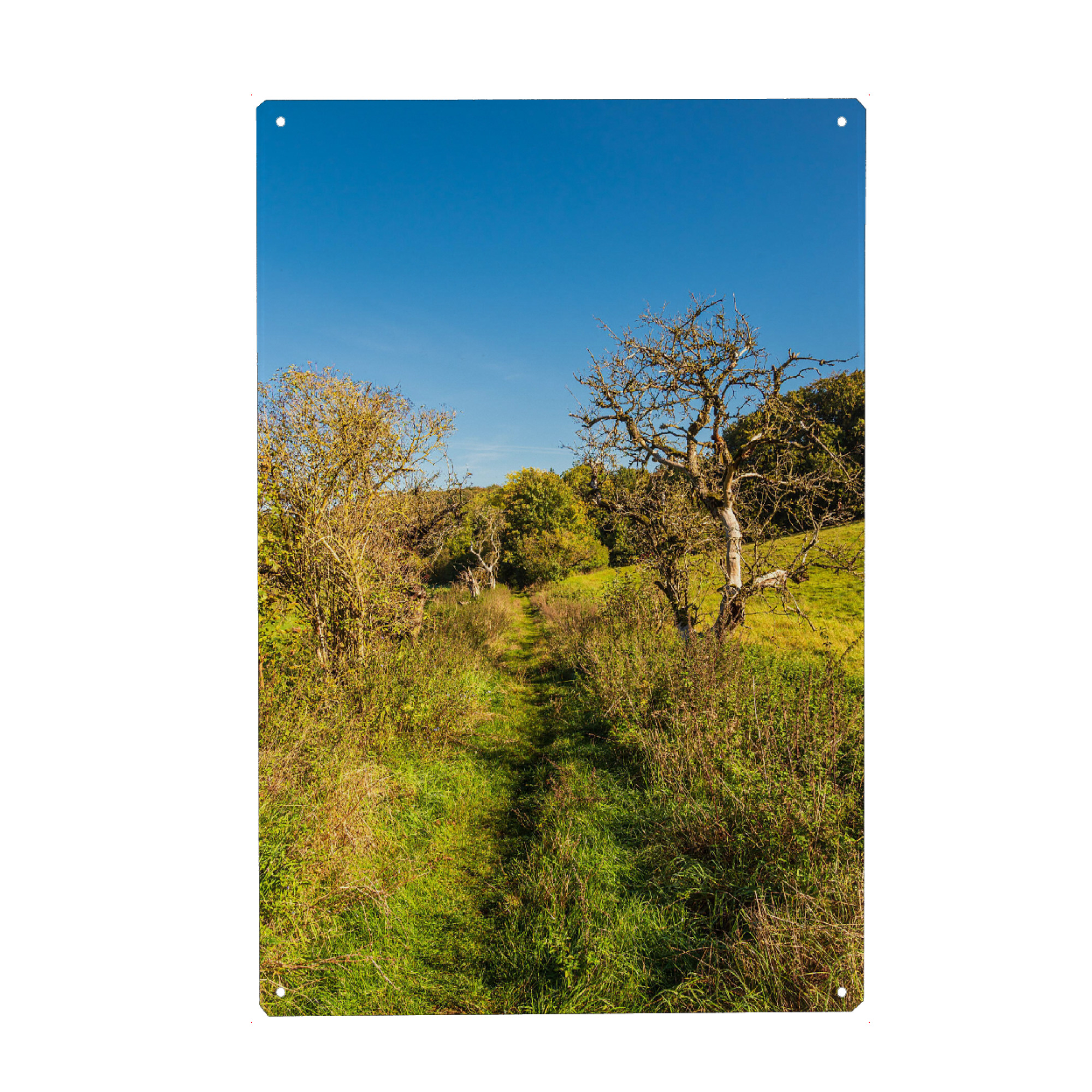 Metall Poster "Weg, Gras und Bäume" artboxONE - Natur,Reise