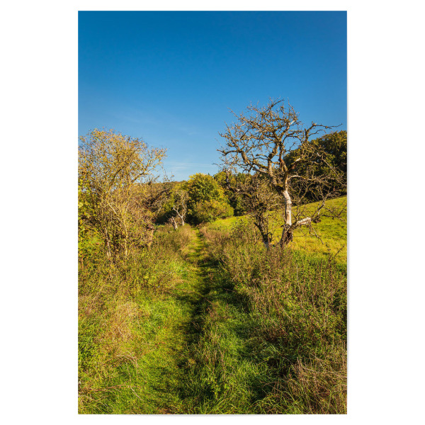 Poster "Weg, Gras und Bäume" artboxONE - Natur,Reise
