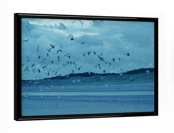 Poster mit schwarzem Rahmen "Fliegende Möwen" artboxONE - Natur,Reise,Tiere,Reise / Strand und Meer