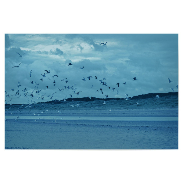 Poster "Fliegende Möwen" artboxONE - Natur,Reise,Tiere,Reise / Strand und Meer