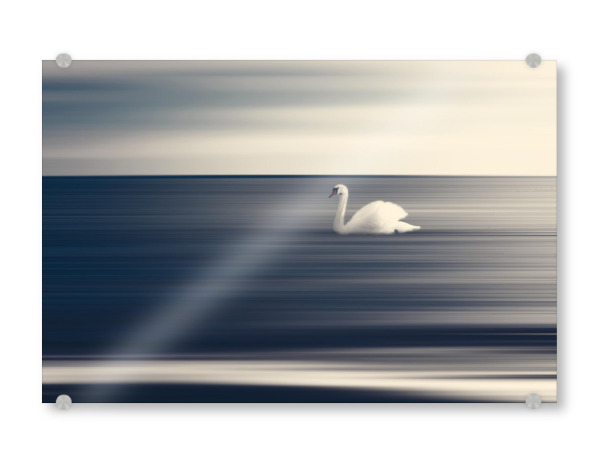 Acrylglasbild "Schwan auf grauem Hintergrund" artboxONE - Natur,Tiere
