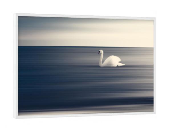 Poster mit weißem Rahmen "Schwan auf grauem Hintergrund" artboxONE - Natur,Tiere