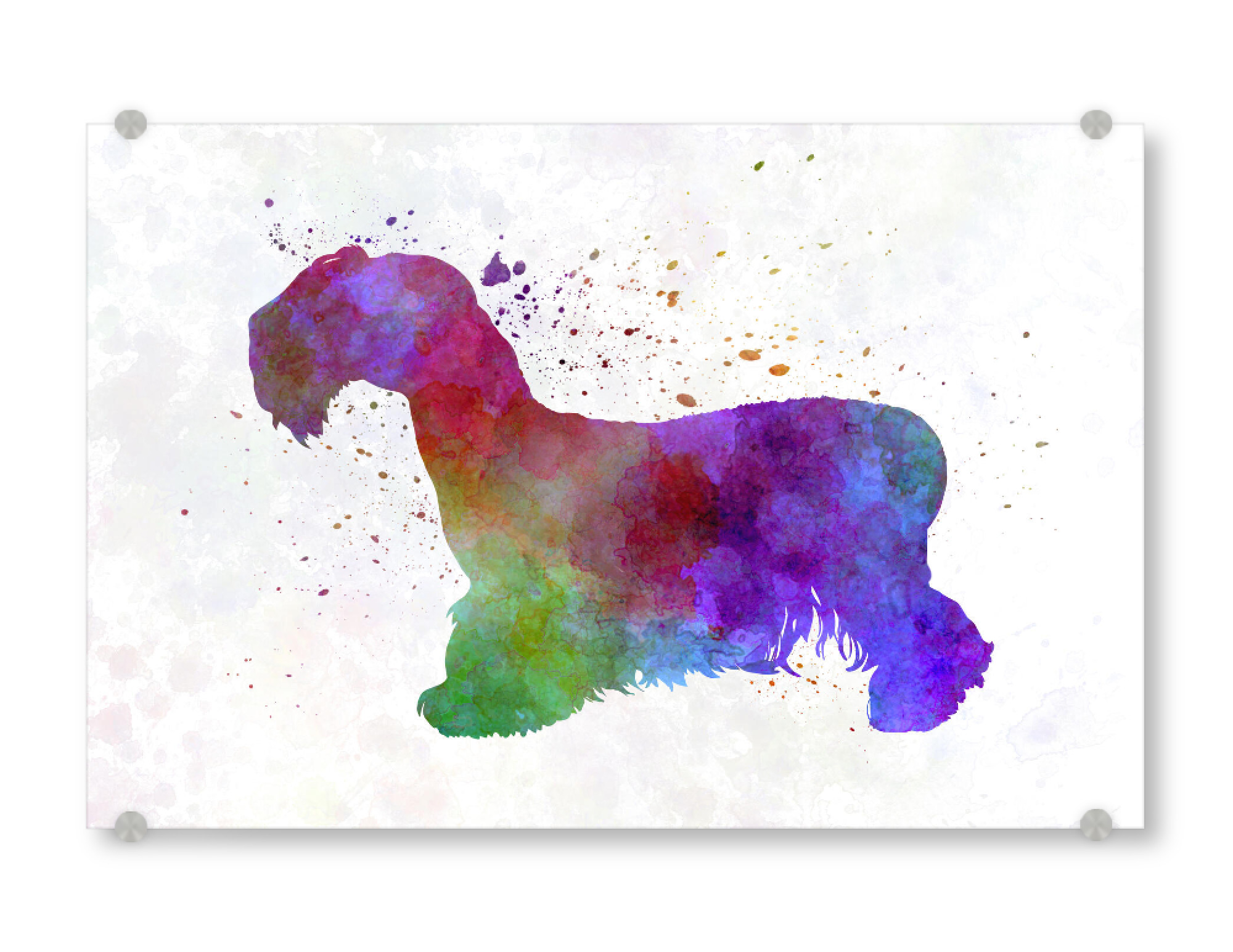 Acrylglasbild "Cesky Terrier in watercolor" artboxONE - Tiere,Abstrakt