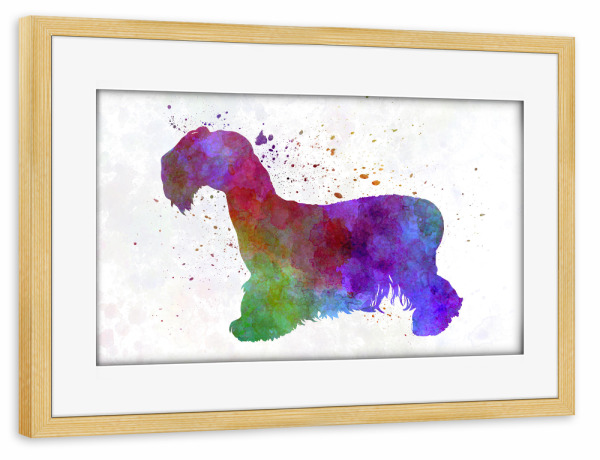 Poster mit Rahmen kiefer "Cesky Terrier in watercolor" artboxONE - Tiere,Abstrakt