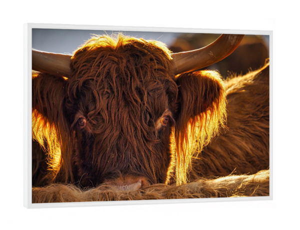 Poster mit weißem Rahmen "Hochlandrind in der Herde" artboxONE - Natur,Tiere