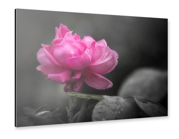 Alu-Dibond "Rose im Herbst" 30x20 cm artboxONE