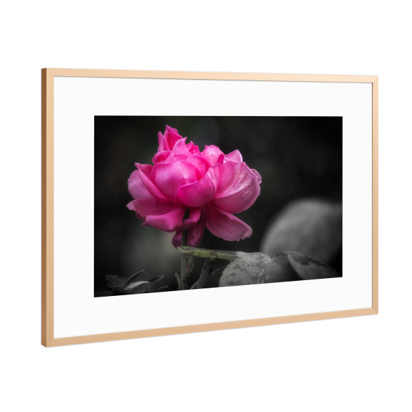 Poster mit Rahmen Kupfer "Rose im Herbst" artboxONE - Natur,Floral