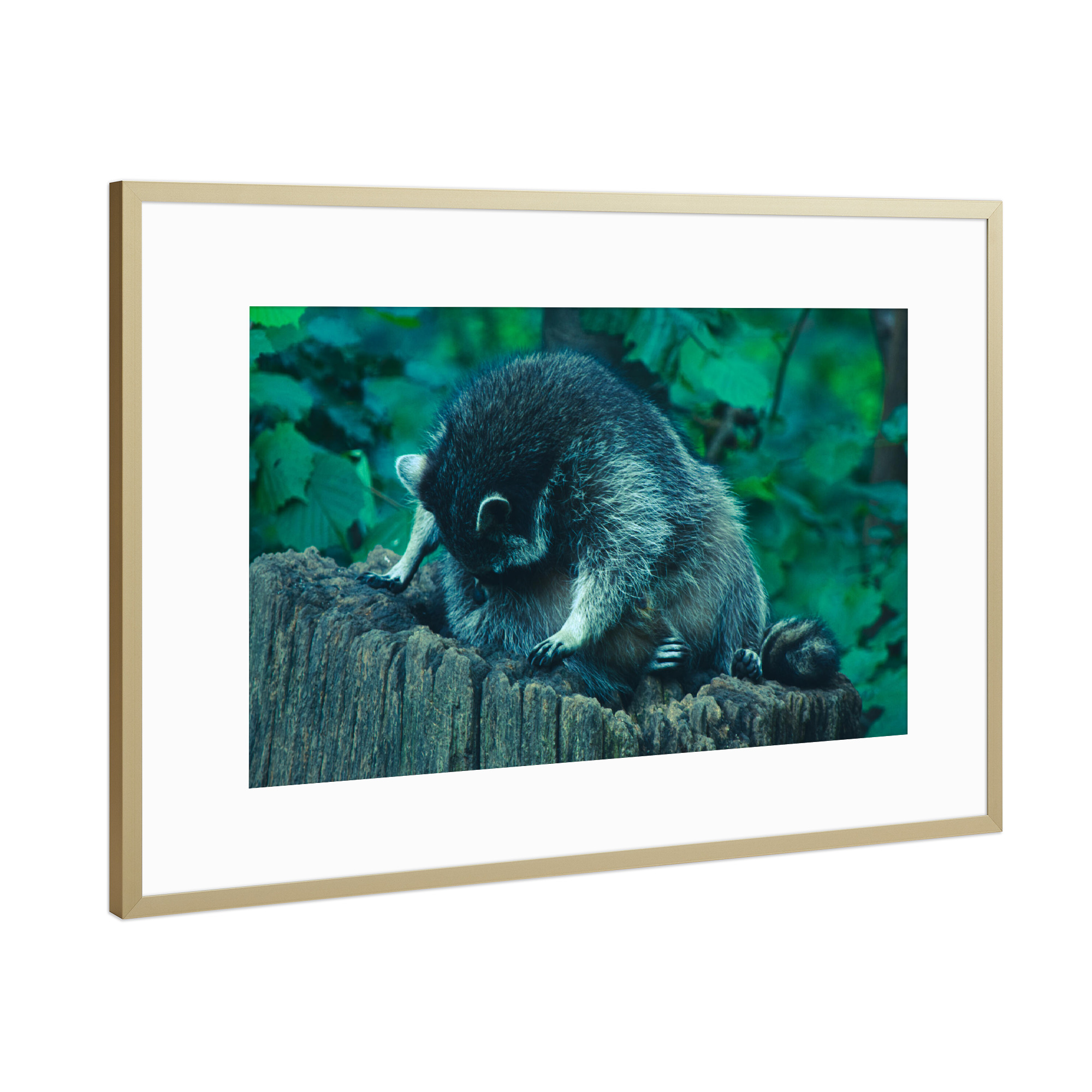 Poster mit Rahmen Gold "Putzender Waschbär" artboxONE - Natur,Tiere