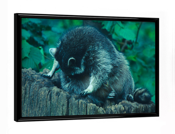 Poster mit schwarzem Rahmen "Putzender Waschbär" artboxONE - Natur,Tiere