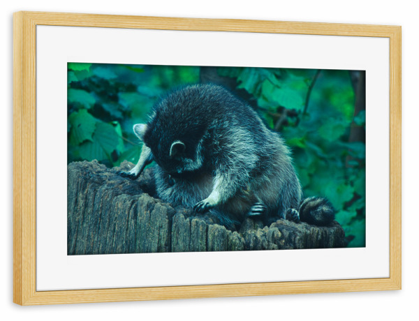 Poster mit Rahmen kiefer "Putzender Waschbär" artboxONE - Natur,Tiere
