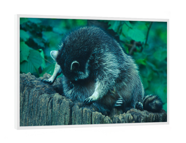 Poster mit weißem Rahmen "Putzender Waschbär" artboxONE - Natur,Tiere