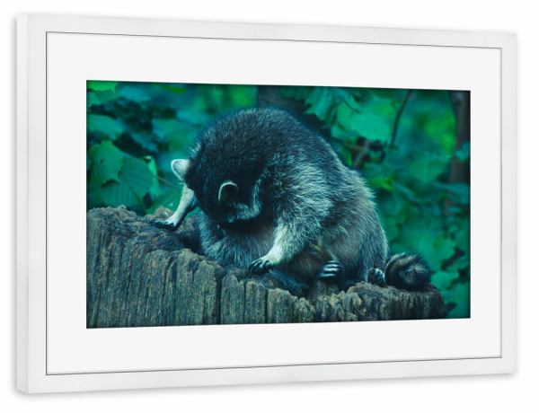 Poster mit Rahmen weiß "Putzender Waschbär" artboxONE - Natur,Tiere