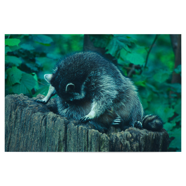 Poster 30x20 cm "Putzender Waschbär" artboxONE - Natur,Tiere