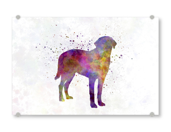 Acrylglasbild "Broholmer in watercolor" artboxONE - Tiere,Abstrakt