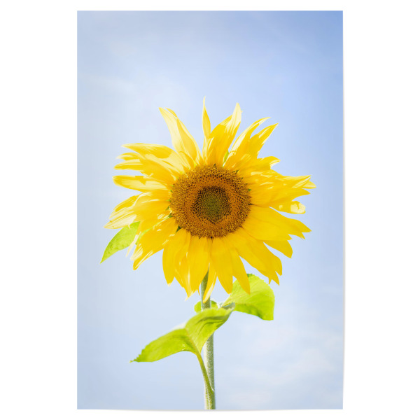 Poster 30x20 cm "Simple Sonnenblume" artboxONE - Natur,Floral