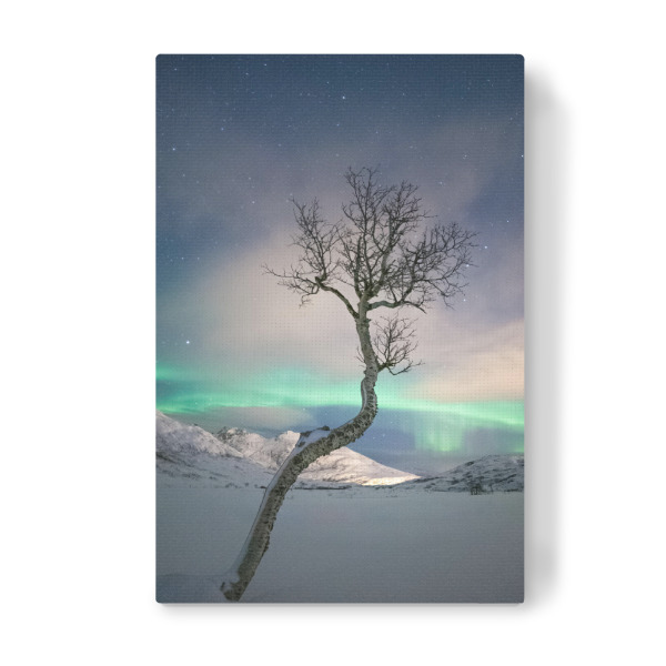Leinwandbild "Arctic Tree" artboxONE - Natur