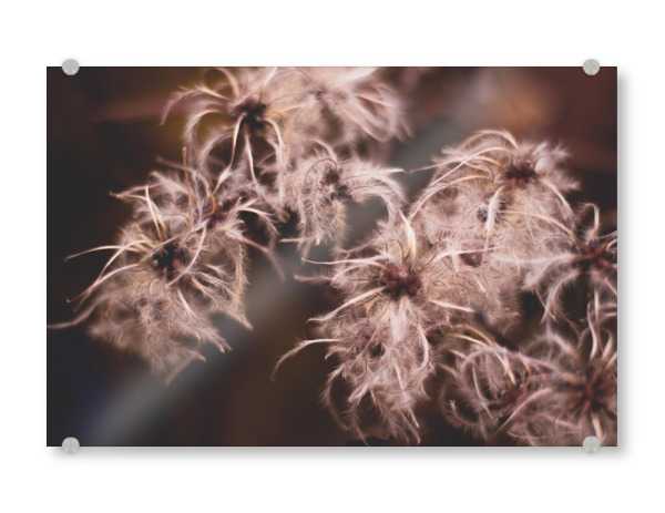 Acrylglasbild "Pinkish Mood" artboxONE - Natur,Floral - Pflanze,Pflanzen,Plant,Plants,Pink,Rosa,Makro,Detail