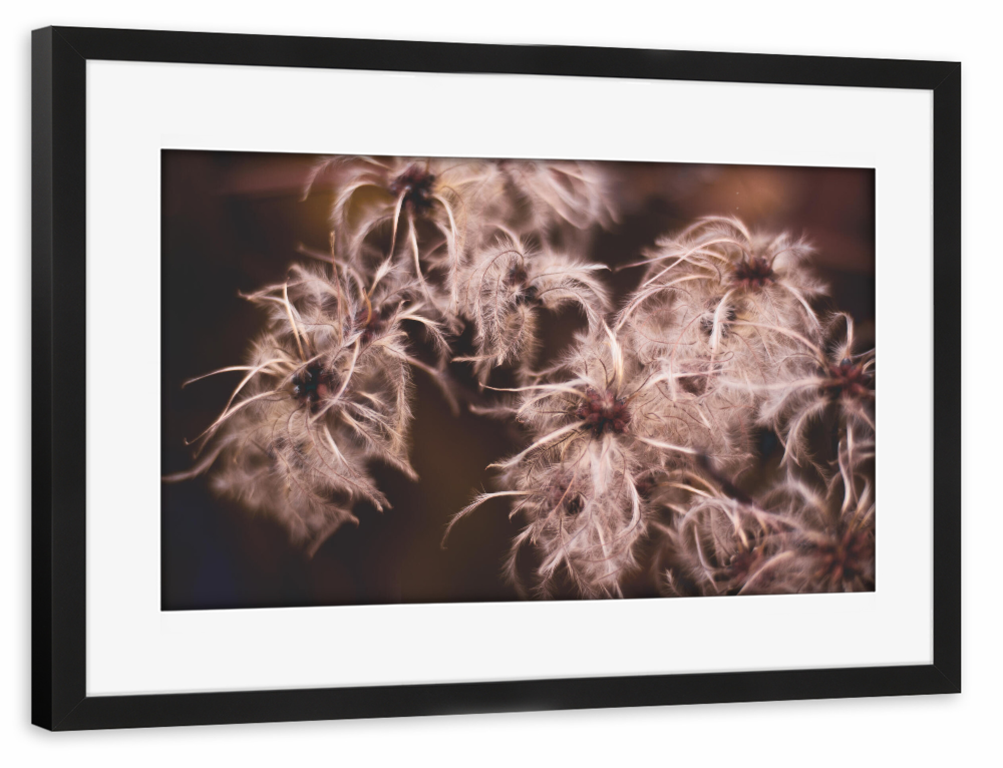 Poster mit Rahmen schwarz "Pinkish Mood" artboxONE - Natur,Floral - Pflanze,Pflanzen,Plant,Plants,Pink,Rosa,Makro,Detail