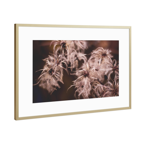 Poster mit Rahmen Gold "Pinkish Mood" artboxONE - Natur,Floral - Pflanze,Pflanzen,Plant,Plants,Pink,Rosa,Makro,Detail