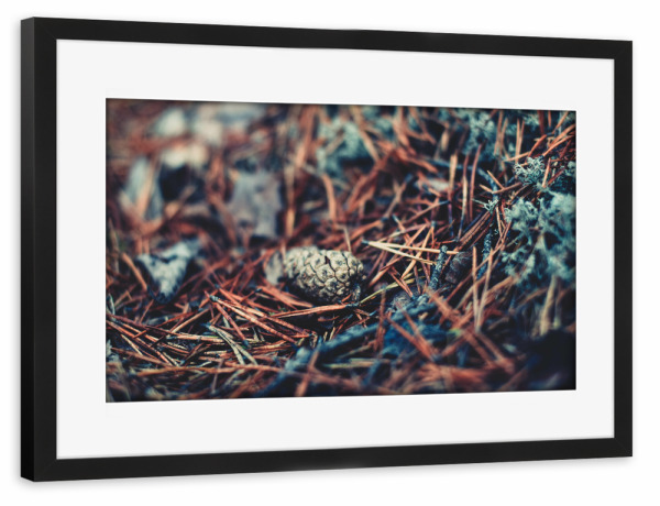 Poster mit Rahmen schwarz "Tannenzapfen im Nadelbett" artboxONE - Natur,Reise,Reise / Länder