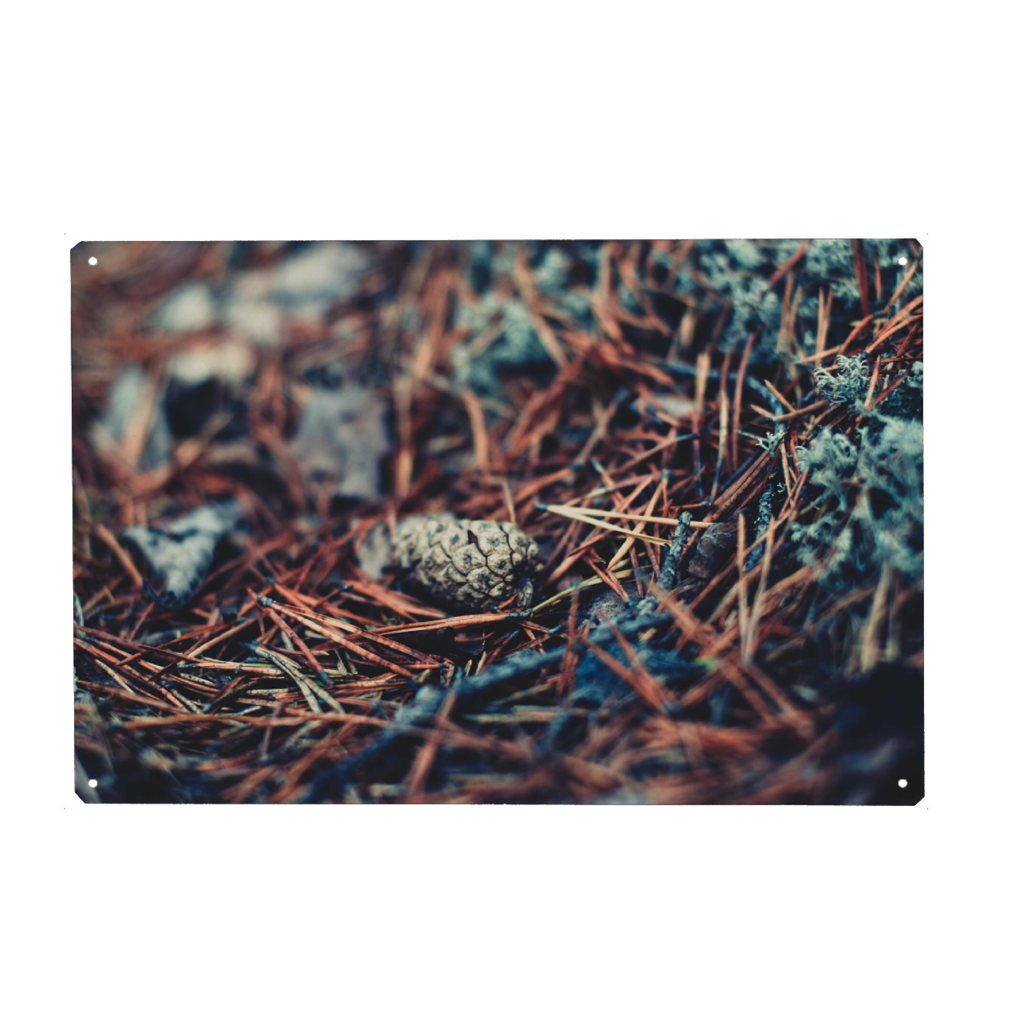 Metall Poster "Tannenzapfen im Nadelbett" artboxONE - Natur,Reise,Reise / Länder