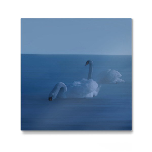 Galerie-Print "Zwei Schwäne" 30x30 cm artboxONE