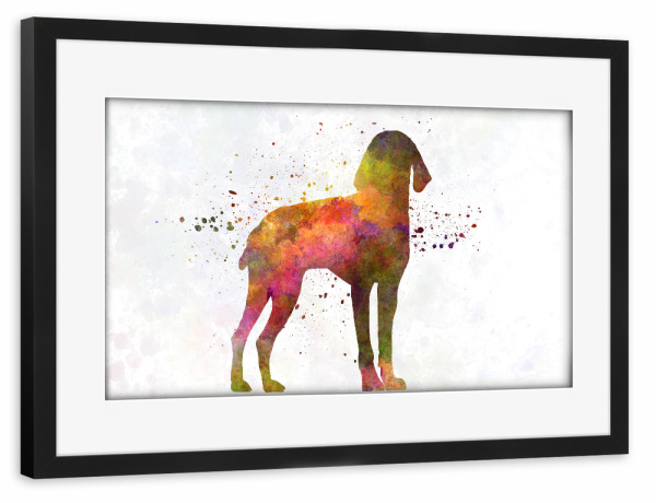 Poster mit Rahmen schwarz "Auvergne Pointer in watercolor" artboxONE - Tiere